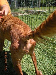 SEVILLA- SOLIDARIDAD CON UNA PODENCA ¡¡POR FAVOR....!!