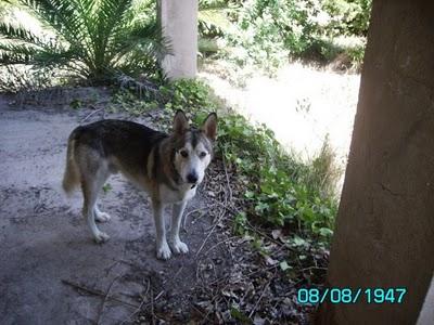 Podenca y husky abandonados necesitan acogida, VALENCIA.