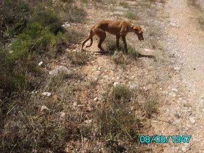 Podenca y husky abandonados necesitan acogida, VALENCIA.