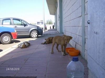 Familia de podenquitos en peligro, Badajoz