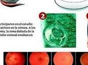 Prueban pacientes córneas fabricadas colágeno humano
