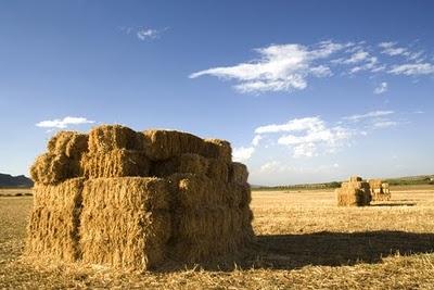 En biocombustibles, separar el grano de la paja