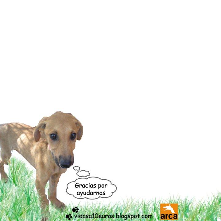 Ojitos,sus hermanos, su mama y sus salvadoras necesitan ayuda