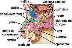 Invitan a los tapatíos a cuidar su próstata