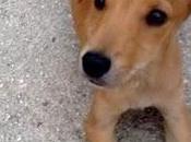 EMANEMS, precioso cruce podenco adopción, Toledo