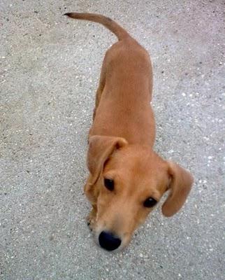 EMANEMS, precioso cruce de podenco en adopción, Toledo