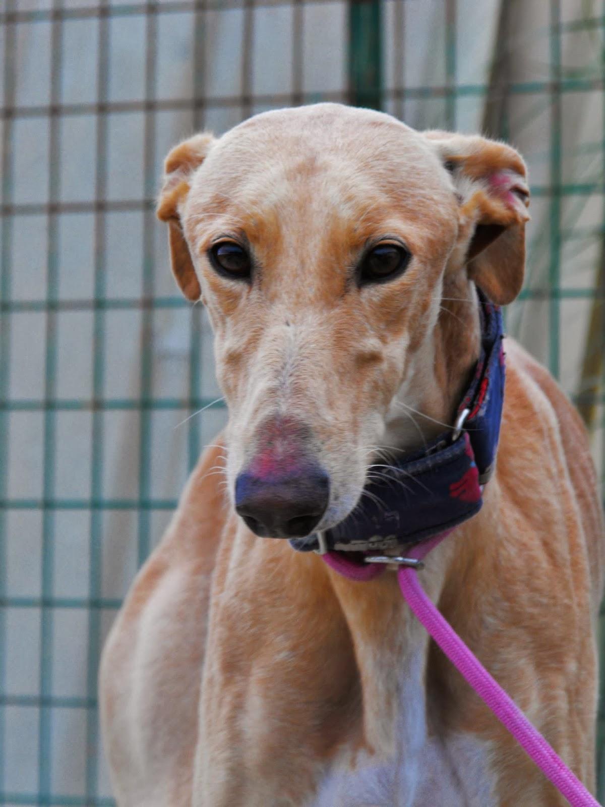 KLEIN EN ACOGIDA O ADOPCIÓN. (MADRID)