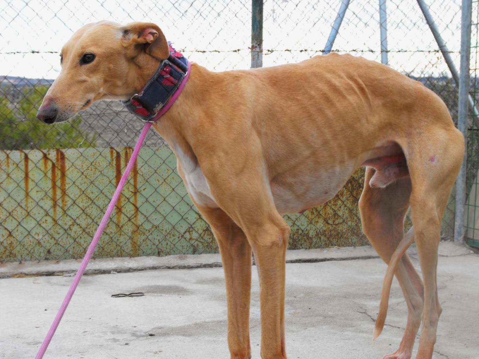 KLEIN EN ACOGIDA O ADOPCIÓN. (MADRID)