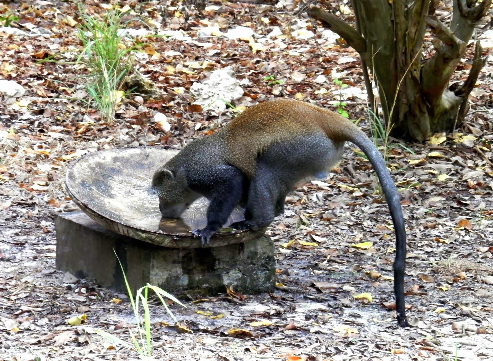 Ilha de Vamizi