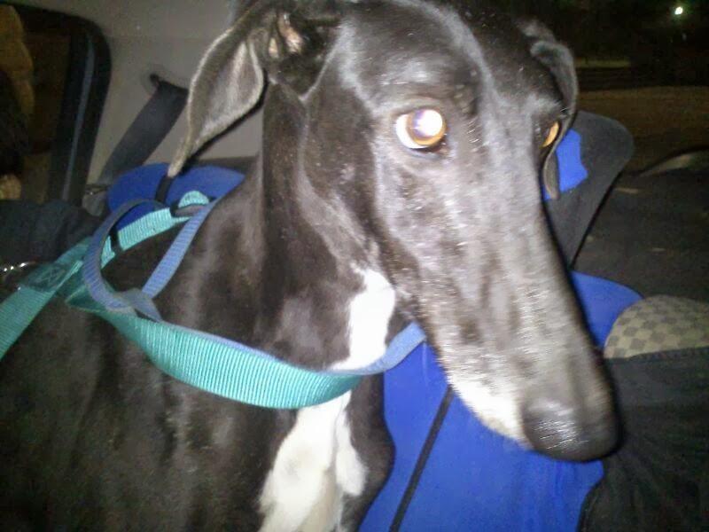 AZABACHE, AYUDA URGENTE PARA GASTOS VETERINARIOS.