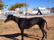 Azabache, ayuda urgente para gastos veterinarios.