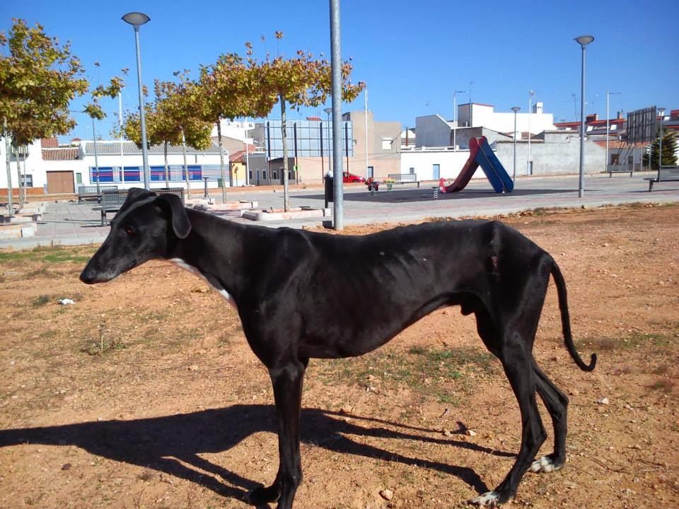 AZABACHE, AYUDA URGENTE PARA GASTOS VETERINARIOS.