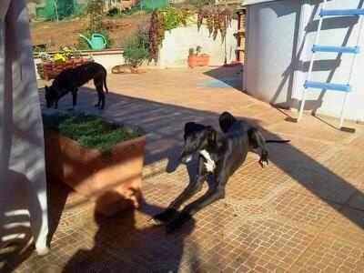 AZABACHE, AYUDA URGENTE PARA GASTOS VETERINARIOS.