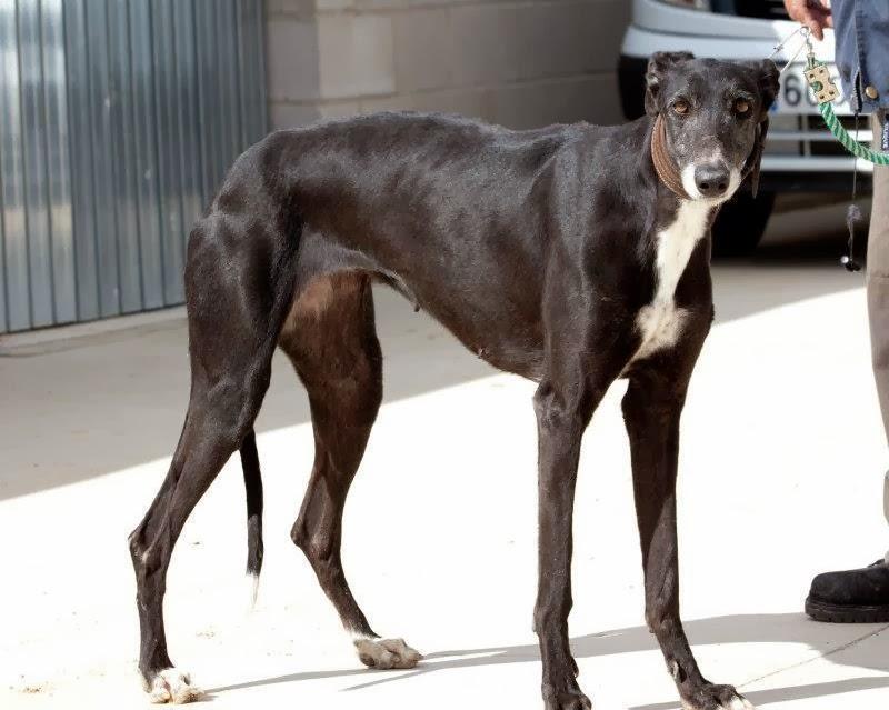 NUCA. PRECIOSA GALGA DE CINCO AÑOS. URGENTE. (MADRID)
