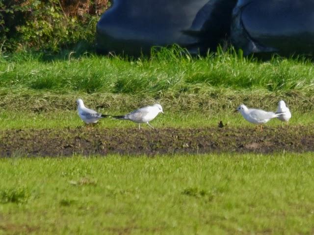 Gaviotas canas, completando el cuadro.