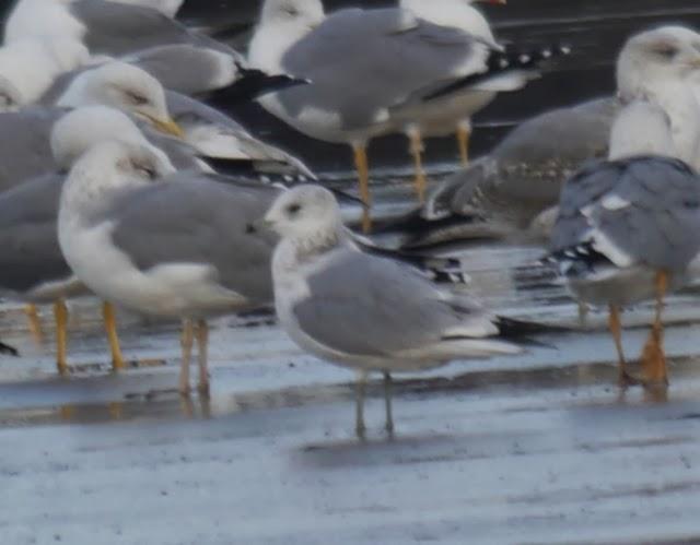 Gaviotas canas, completando el cuadro.