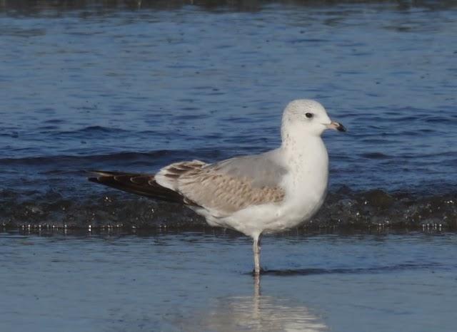 Gaviotas canas, completando el cuadro.