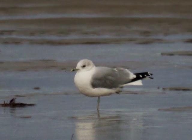 Gaviotas canas, completando el cuadro.