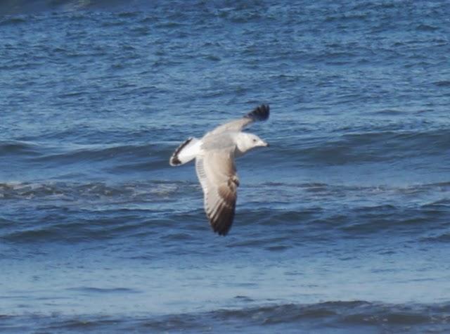 Gaviotas canas, completando el cuadro.