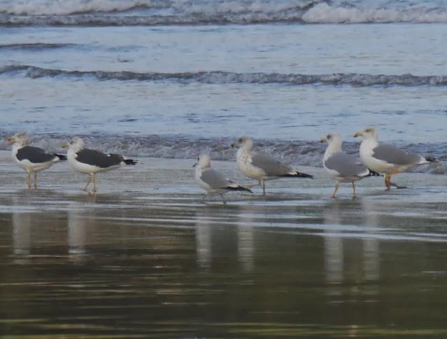 Gaviotas canas, completando el cuadro.