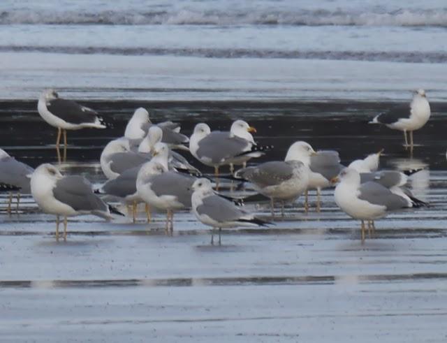 Gaviotas canas, completando el cuadro.