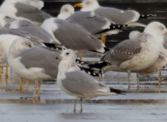 Gaviotas canas, completando el cuadro.