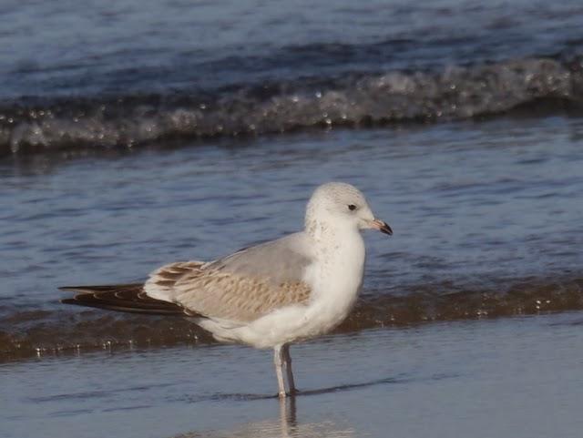 Gaviotas canas, completando el cuadro.