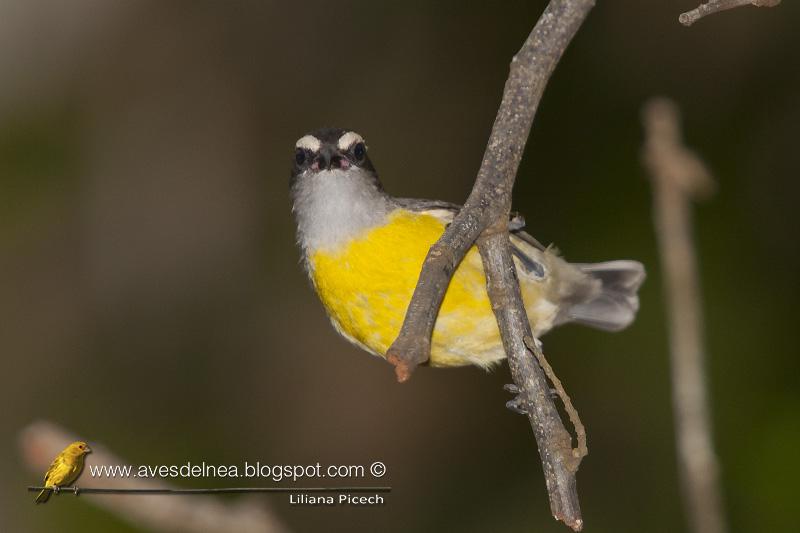 Mielero (Bananquit) Coereba flaveola