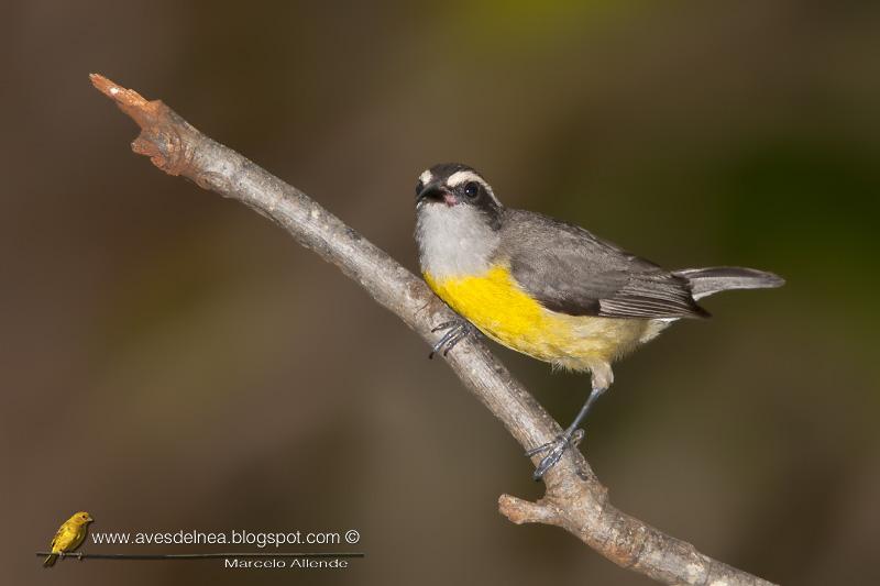 Mielero (Bananquit) Coereba flaveola