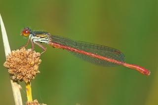 Para ampliar Ceriagrion tenellum (de Villers, 1789) hacer clic