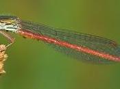 Ceriagrion tenellum Villers, 1789)