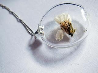 Collares Terrarium