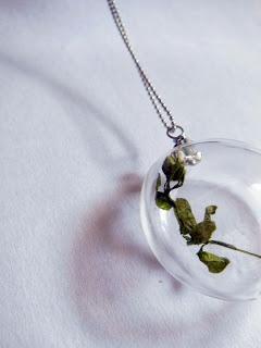 Collares Terrarium