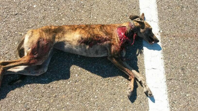 ¡¡MALDITOS SEÁIS CAZADORES!!