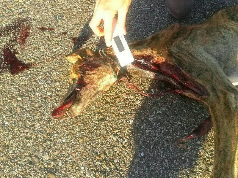 ¡¡MALDITOS SEÁIS CAZADORES!!