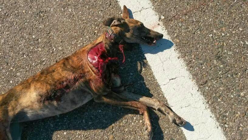 ¡¡MALDITOS SEÁIS CAZADORES!!