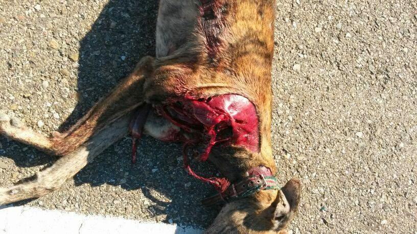 ¡¡MALDITOS SEÁIS CAZADORES!!