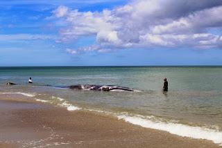 Muere ballena de aleta varada en Margarita