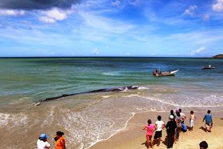 Muere ballena de aleta varada en Margarita