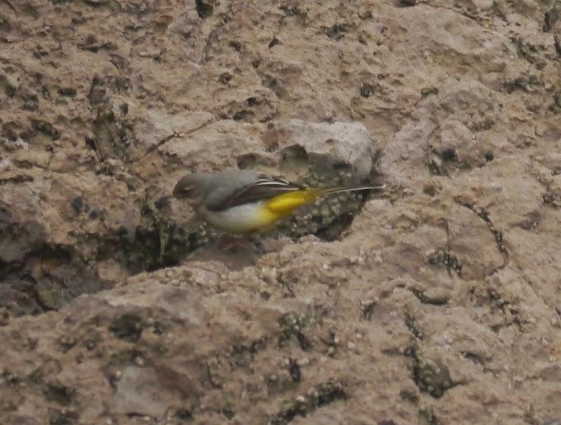 Lavanderas cascadeñas