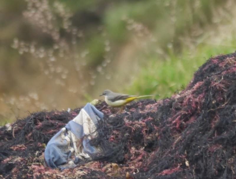 Lavanderas cascadeñas