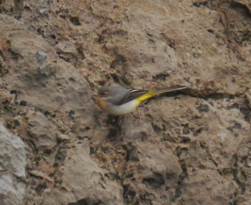 Lavanderas cascadeñas