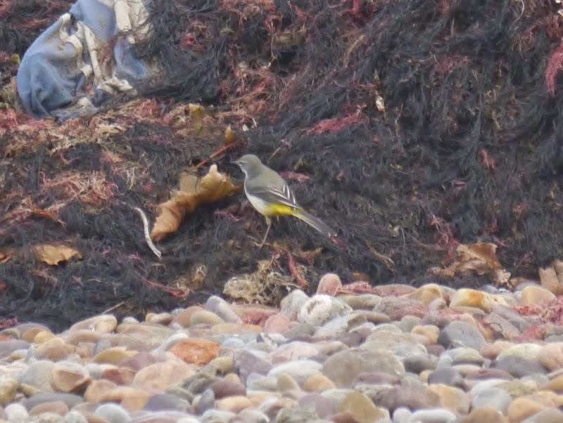 Lavanderas cascadeñas