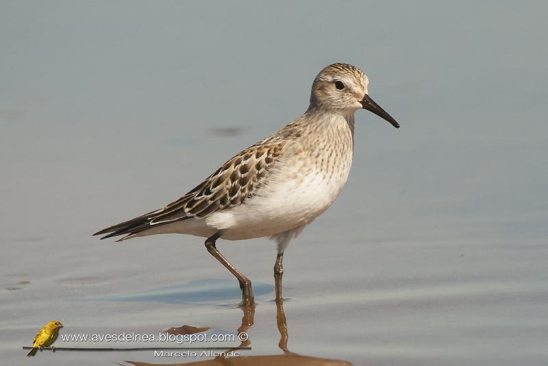 Playerito unicolor (Baird´s Sandpiper) Calidris bairdii