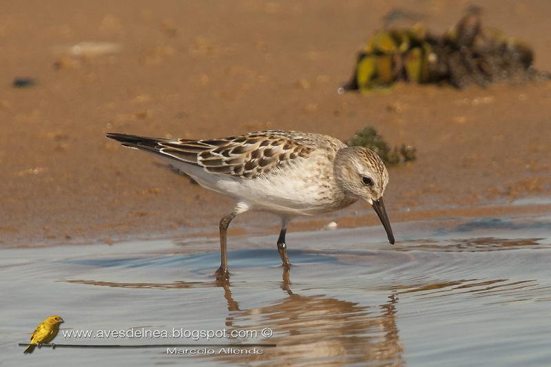 Playerito unicolor (Baird´s Sandpiper) Calidris bairdii