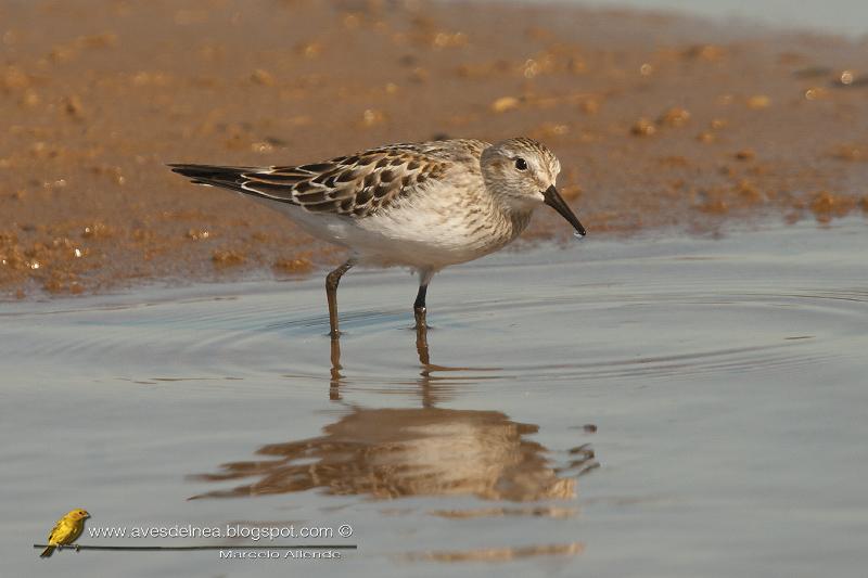 Playerito unicolor (Baird´s Sandpiper) Calidris bairdii