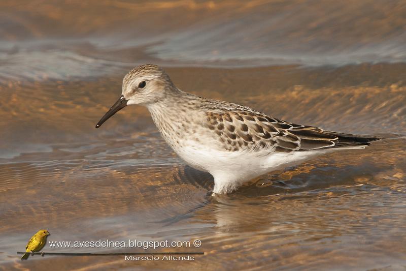 Playerito unicolor (Baird´s Sandpiper) Calidris bairdii