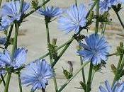 achicoria