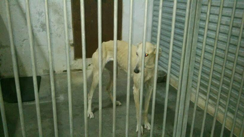 ATENEA, galga, necesita urgente acogida o adopción. (Toledo)