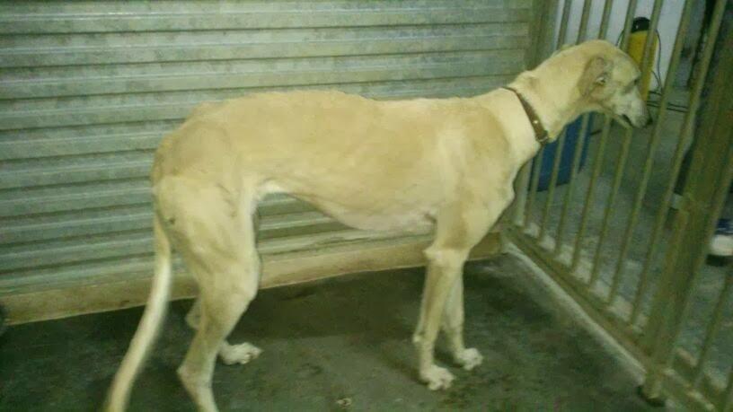 ATENEA, galga, necesita urgente acogida o adopción. (Toledo)